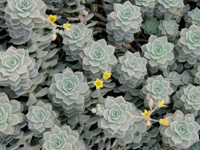 Beautiful Succulent