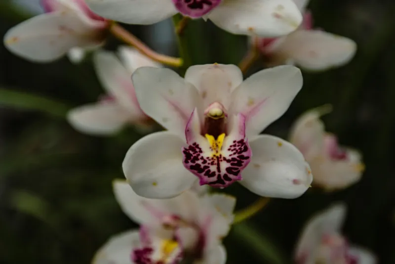 Flowering Plant