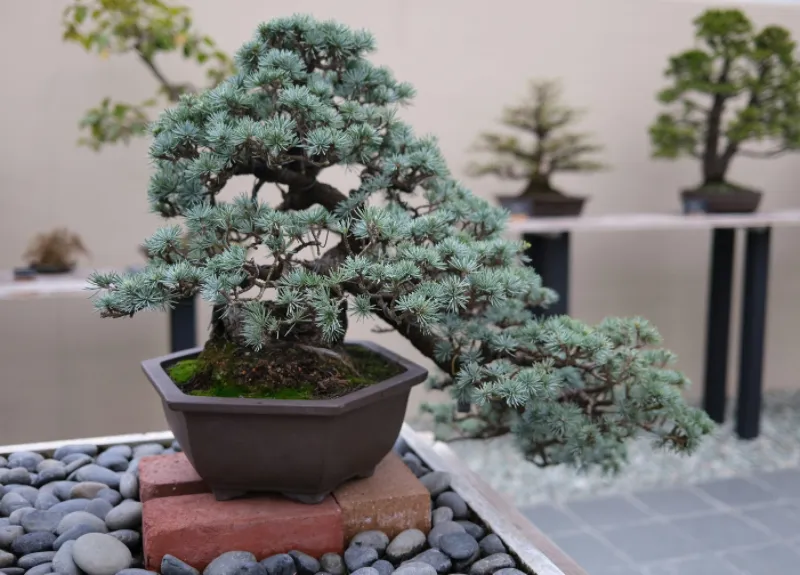 Bonsai Tree